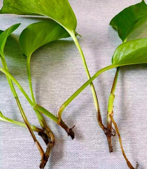 绿萝叶子能用啤酒擦吗，绿萝叶子用啤酒擦拭起什么作用？