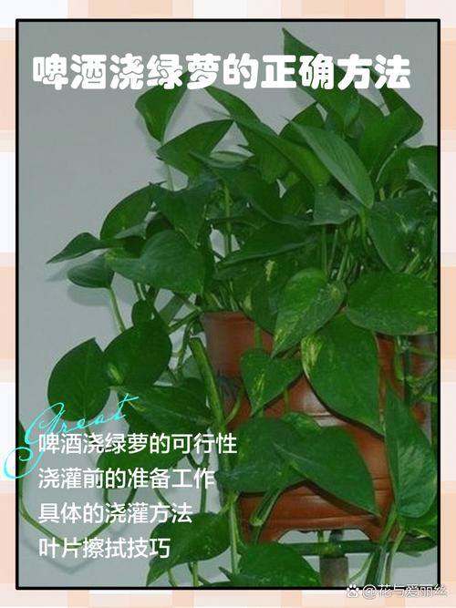 绿萝叶子能用啤酒擦吗，绿萝叶子用啤酒擦拭起什么作用？-第2张图片-优品飞百科