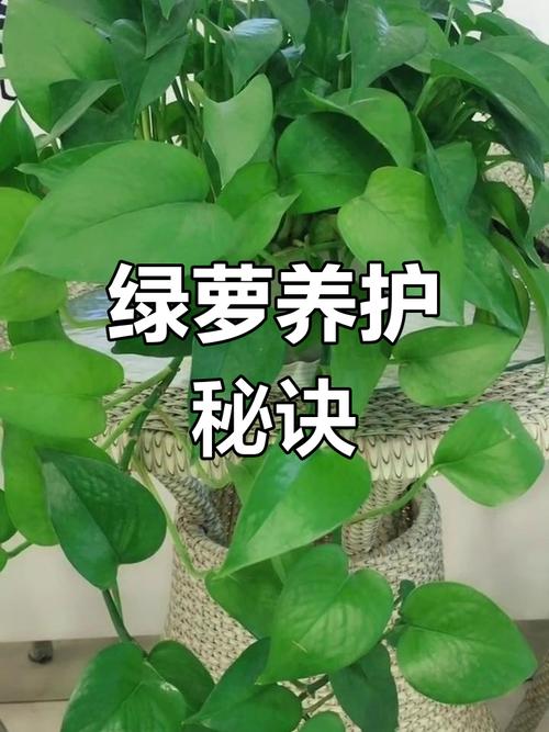 绿萝叶子能用啤酒擦吗，绿萝叶子用啤酒擦拭起什么作用？-第3张图片-优品飞百科