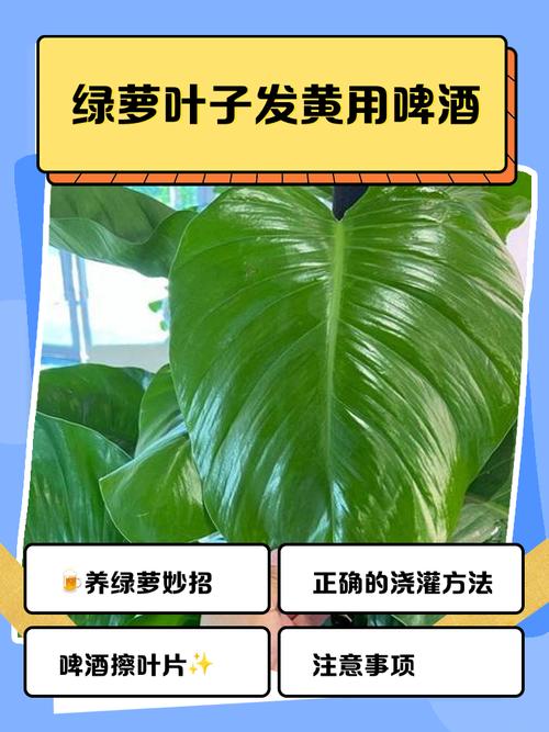 绿萝叶子能用啤酒擦吗，绿萝叶子用啤酒擦拭起什么作用？-第5张图片-优品飞百科