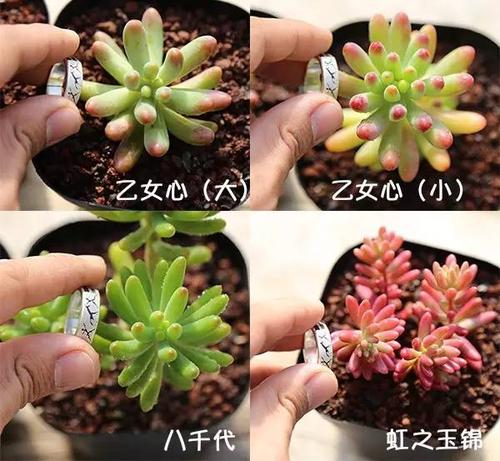 玉米石和虹之玉的区别,虹之玉有毒吗-第1张图片-优品飞百科 玉米石和虹之玉的区别,虹之玉有毒吗-第1张图片-优品飞百科