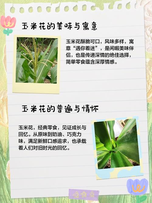 玉米石和虹之玉的区别,虹之玉有毒吗-第2张图片-优品飞百科 玉米石和虹之玉的区别,虹之玉有毒吗-第2张图片-优品飞百科