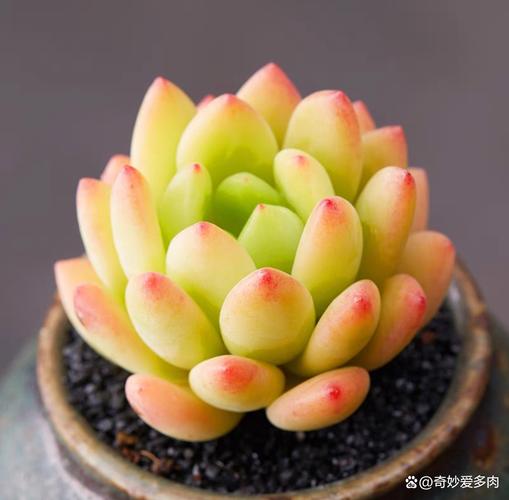 玉米石和虹之玉的区别,虹之玉有毒吗-第3张图片-优品飞百科 玉米石和虹之玉的区别,虹之玉有毒吗-第3张图片-优品飞百科