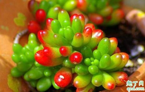 玉米石和虹之玉的区别,虹之玉有毒吗-第4张图片-优品飞百科 玉米石和虹之玉的区别,虹之玉有毒吗-第4张图片-优品飞百科