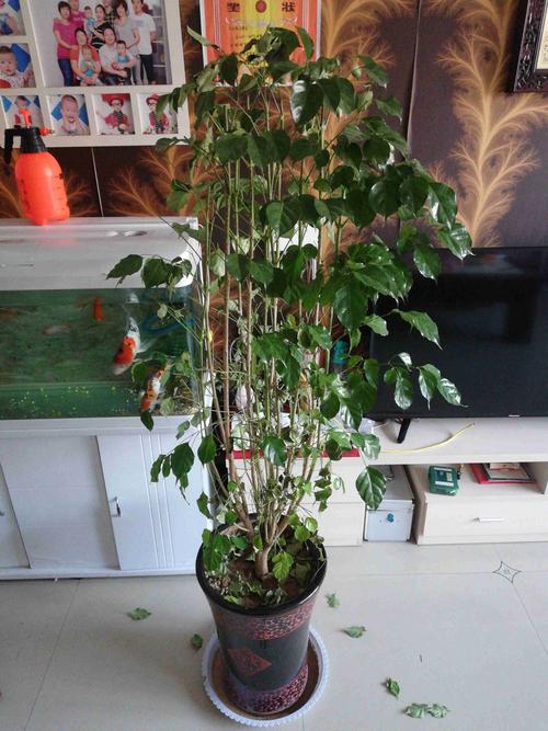 玉米石和虹之玉的区别,虹之玉有毒吗-第5张图片-优品飞百科 玉米石和虹之玉的区别,虹之玉有毒吗-第5张图片-优品飞百科