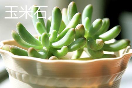 玉米石和虹之玉的区别,虹之玉有毒吗-第6张图片-优品飞百科 玉米石和虹之玉的区别,虹之玉有毒吗-第6张图片-优品飞百科