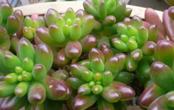 玉米石和虹之玉的区别,虹之玉有毒吗-第7张图片-优品飞百科 玉米石和虹之玉的区别,虹之玉有毒吗-第7张图片-优品飞百科