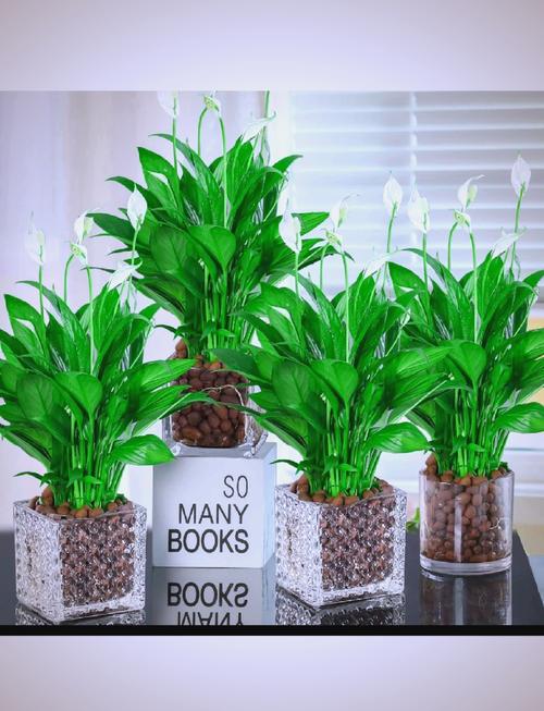 白鹤芋怎么繁殖，白鹤芋怎么繁殖多盆？