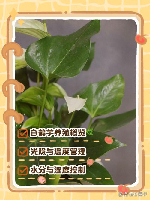 白鹤芋怎么繁殖，白鹤芋怎么繁殖多盆？-第2张图片-优品飞百科