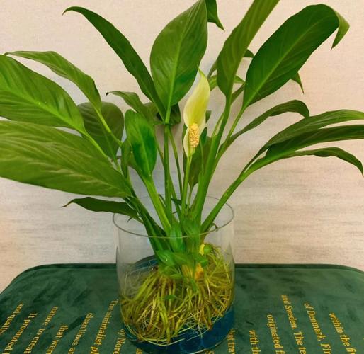 白鹤芋怎么繁殖，白鹤芋怎么繁殖多盆？-第3张图片-优品飞百科