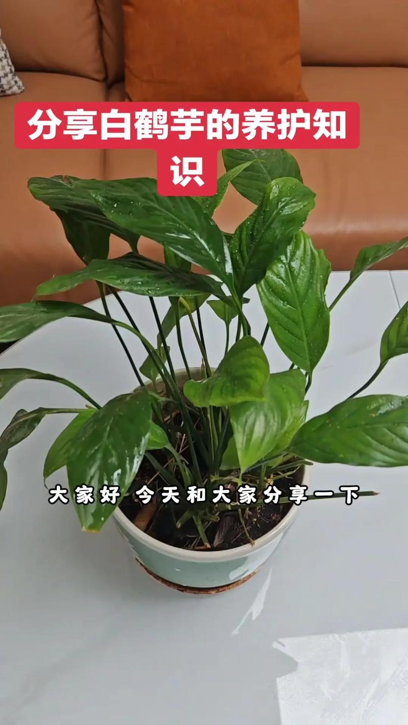 白鹤芋怎么繁殖，白鹤芋怎么繁殖多盆？-第5张图片-优品飞百科