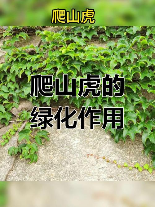 爬山虎的病害防治大全，爬山虎养护和病虫害防护？-第2张图片-优品飞百科