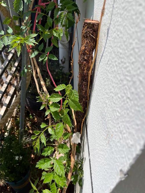 爬山虎的病害防治大全，爬山虎养护和病虫害防护？-第3张图片-优品飞百科