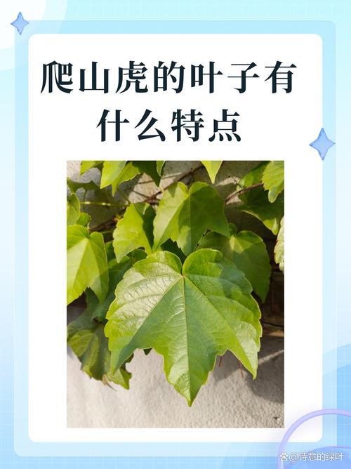 爬山虎的病害防治大全，爬山虎养护和病虫害防护？-第4张图片-优品飞百科