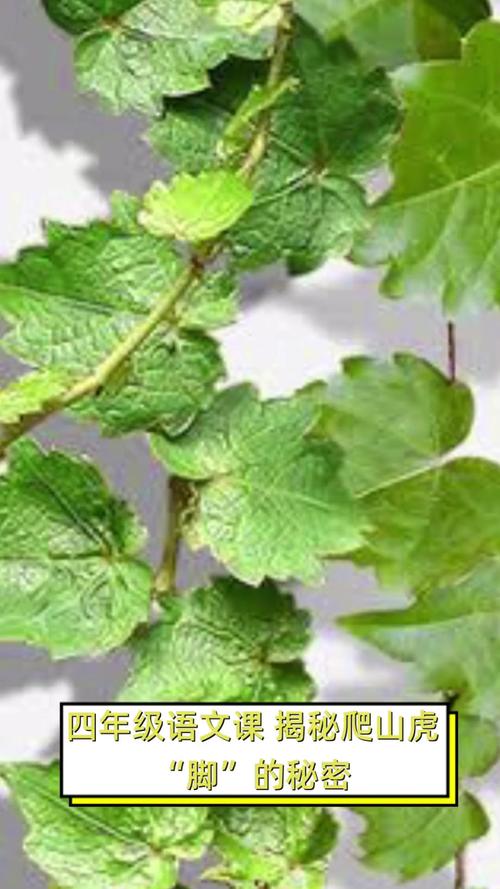 爬山虎的病害防治大全，爬山虎养护和病虫害防护？-第5张图片-优品飞百科