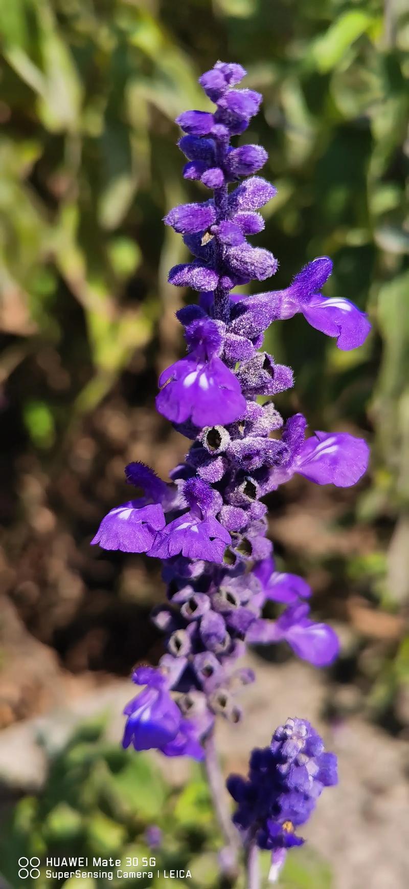 蓝花鼠尾草怎么养，蓝花鼠尾草养护