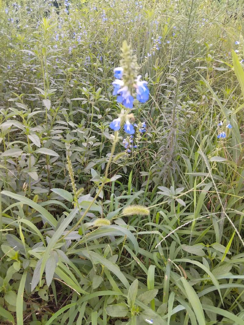 蓝花鼠尾草怎么养,蓝花鼠尾草养护-第2张图片-优品飞百科 蓝花鼠尾草怎么养,蓝花鼠尾草养护-第2张图片-优品飞百科