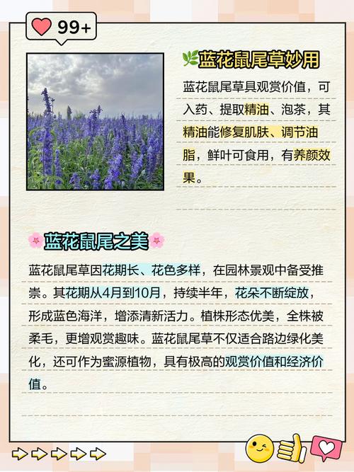 蓝花鼠尾草怎么养,蓝花鼠尾草养护-第3张图片-优品飞百科 蓝花鼠尾草怎么养,蓝花鼠尾草养护-第3张图片-优品飞百科