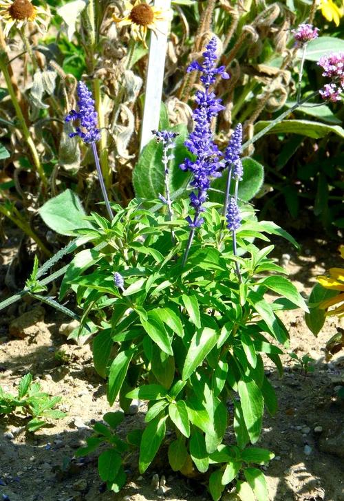 蓝花鼠尾草怎么养,蓝花鼠尾草养护-第4张图片-优品飞百科 蓝花鼠尾草怎么养,蓝花鼠尾草养护-第4张图片-优品飞百科