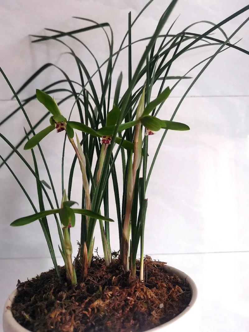 豆瓣兰与春兰的区别?豆瓣兰是否春兰?-第1张图片-优品飞百科 豆瓣兰与春兰的区别?豆瓣兰是否春兰?-第1张图片-优品飞百科