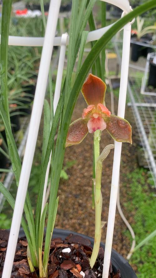 豆瓣兰与春兰的区别?豆瓣兰是否春兰?-第2张图片-优品飞百科 豆瓣兰与春兰的区别?豆瓣兰是否春兰?-第2张图片-优品飞百科