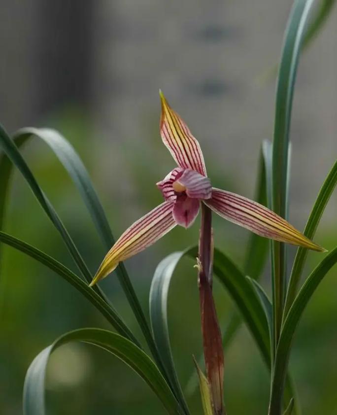 豆瓣兰与春兰的区别?豆瓣兰是否春兰?-第3张图片-优品飞百科 豆瓣兰与春兰的区别?豆瓣兰是否春兰?-第3张图片-优品飞百科