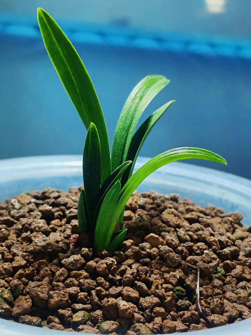 豆瓣兰与春兰的区别?豆瓣兰是否春兰?-第4张图片-优品飞百科 豆瓣兰与春兰的区别?豆瓣兰是否春兰?-第4张图片-优品飞百科