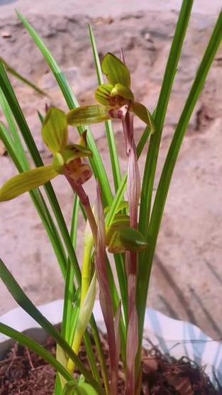 豆瓣兰与春兰的区别?豆瓣兰是否春兰?-第5张图片-优品飞百科 豆瓣兰与春兰的区别?豆瓣兰是否春兰?-第5张图片-优品飞百科