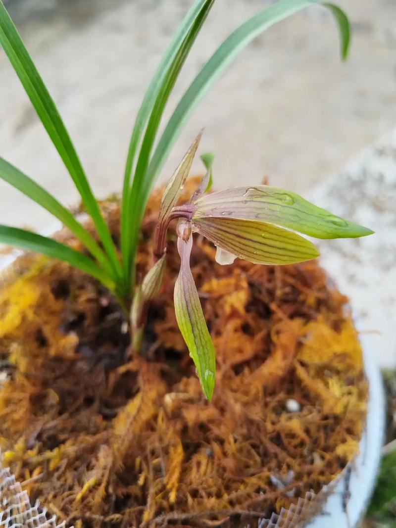 豆瓣兰与春兰的区别?豆瓣兰是否春兰?-第6张图片-优品飞百科 豆瓣兰与春兰的区别?豆瓣兰是否春兰?-第6张图片-优品飞百科