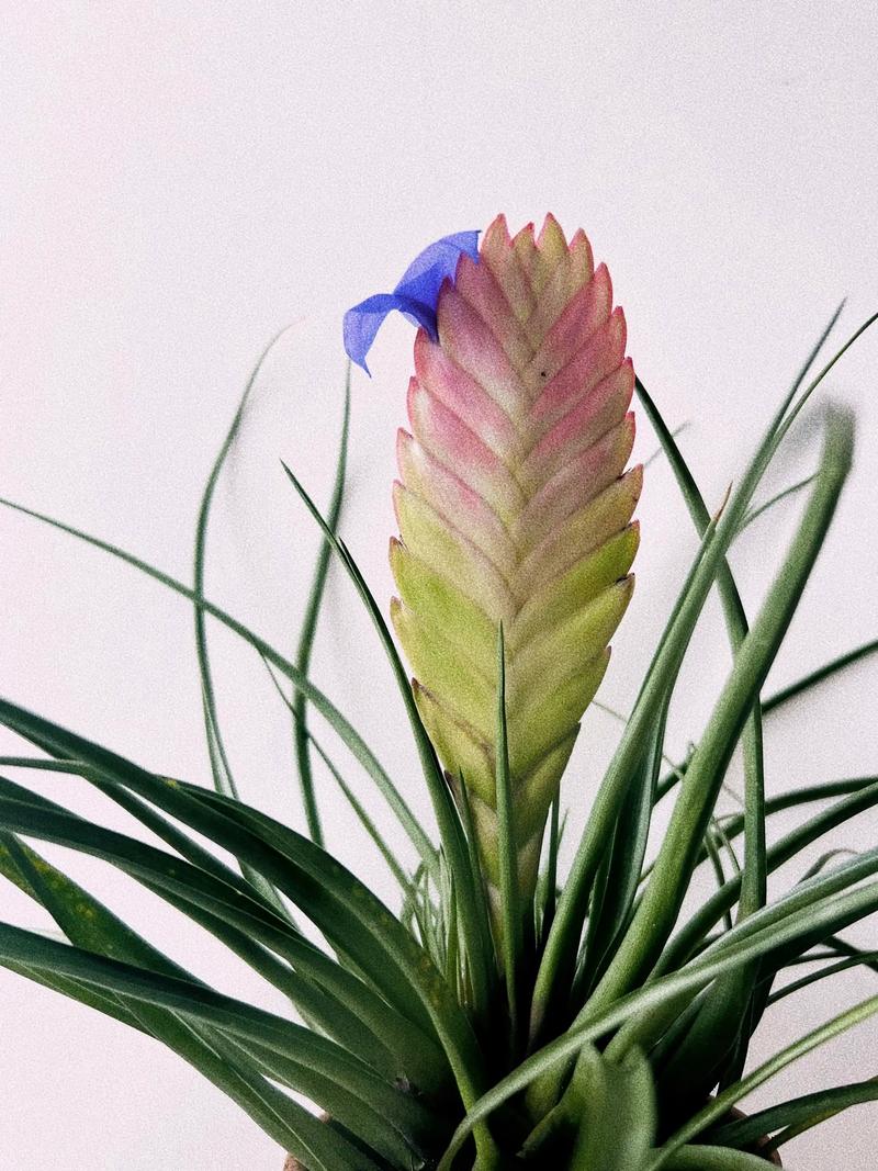 铁兰花语是什么？，铁兰的花语和寓意-第2张图片-优品飞百科