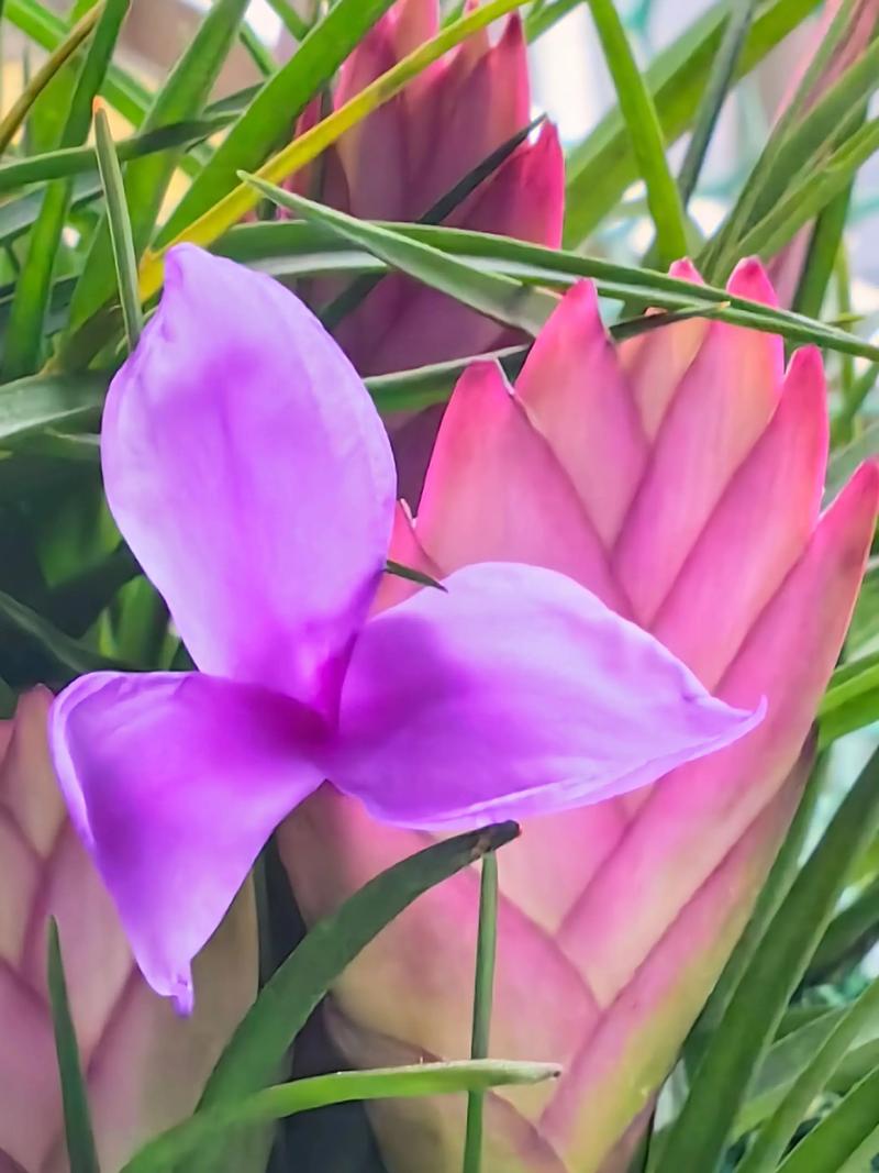 铁兰花语是什么？，铁兰的花语和寓意-第3张图片-优品飞百科