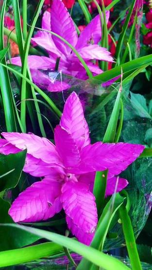 铁兰花语是什么？，铁兰的花语和寓意-第4张图片-优品飞百科