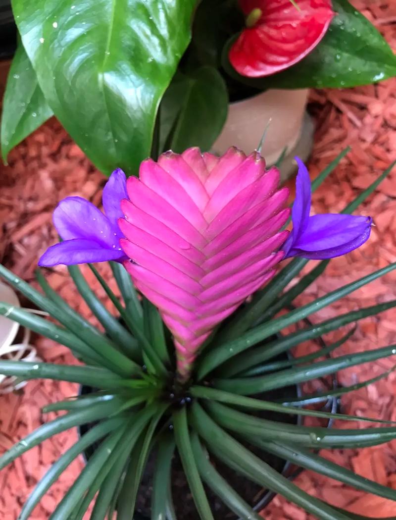 铁兰花语是什么？，铁兰的花语和寓意-第5张图片-优品飞百科