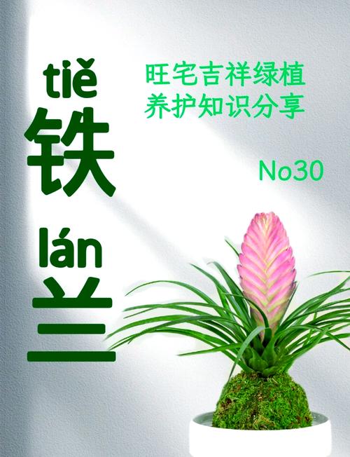 铁兰花语是什么？，铁兰的花语和寓意-第6张图片-优品飞百科