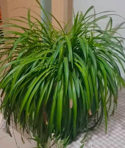 吊兰叶子蔫了还能活吗，吊兰叶子耷拉怎么补救