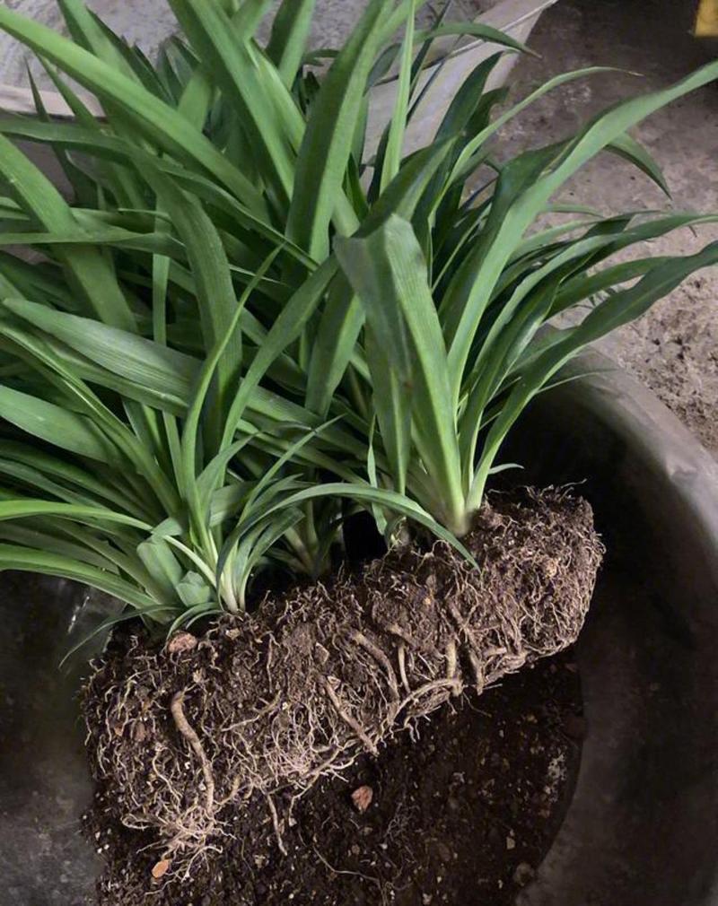 吊兰叶子蔫了还能活吗,吊兰叶子耷拉怎么补救-第2张图片-优品飞百科 吊兰叶子蔫了还能活吗,吊兰叶子耷拉怎么补救-第2张图片-优品飞百科