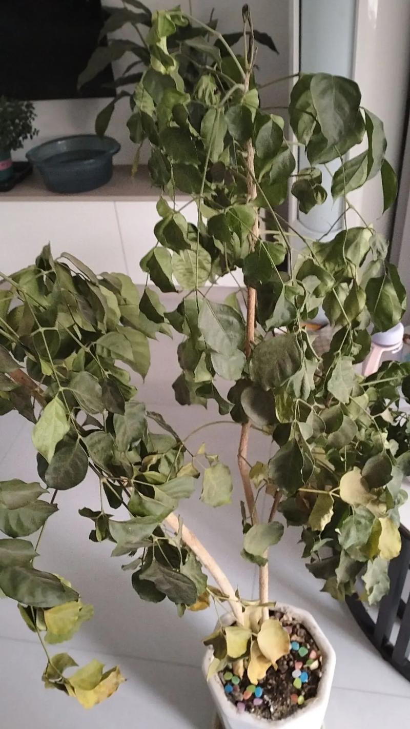 吊兰叶子蔫了还能活吗,吊兰叶子耷拉怎么补救-第4张图片-优品飞百科 吊兰叶子蔫了还能活吗,吊兰叶子耷拉怎么补救-第4张图片-优品飞百科