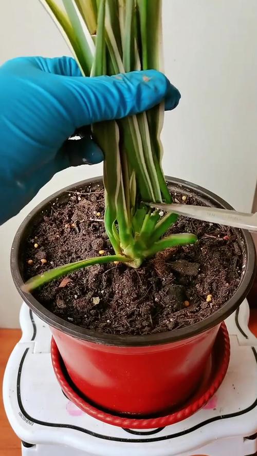 吊兰叶子蔫了还能活吗,吊兰叶子耷拉怎么补救-第5张图片-优品飞百科 吊兰叶子蔫了还能活吗,吊兰叶子耷拉怎么补救-第5张图片-优品飞百科