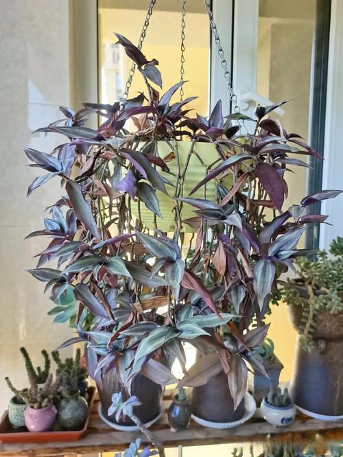 吊兰叶子蔫了还能活吗,吊兰叶子耷拉怎么补救-第6张图片-优品飞百科 吊兰叶子蔫了还能活吗,吊兰叶子耷拉怎么补救-第6张图片-优品飞百科