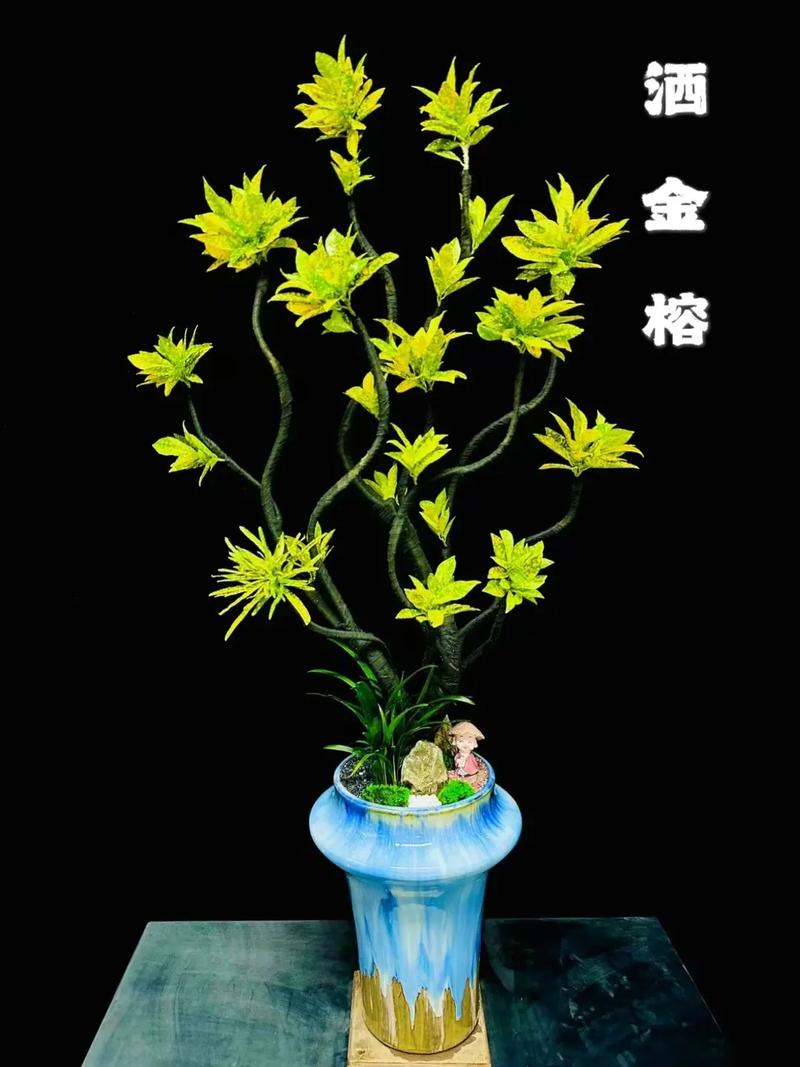 洒金榕的功效和作用，洒金榕的功效与作用？