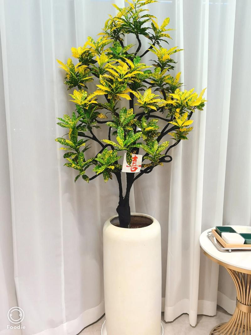 洒金榕的功效和作用,洒金榕的功效与作用?-第2张图片-优品飞百科 洒金榕的功效和作用,洒金榕的功效与作用?-第2张图片-优品飞百科