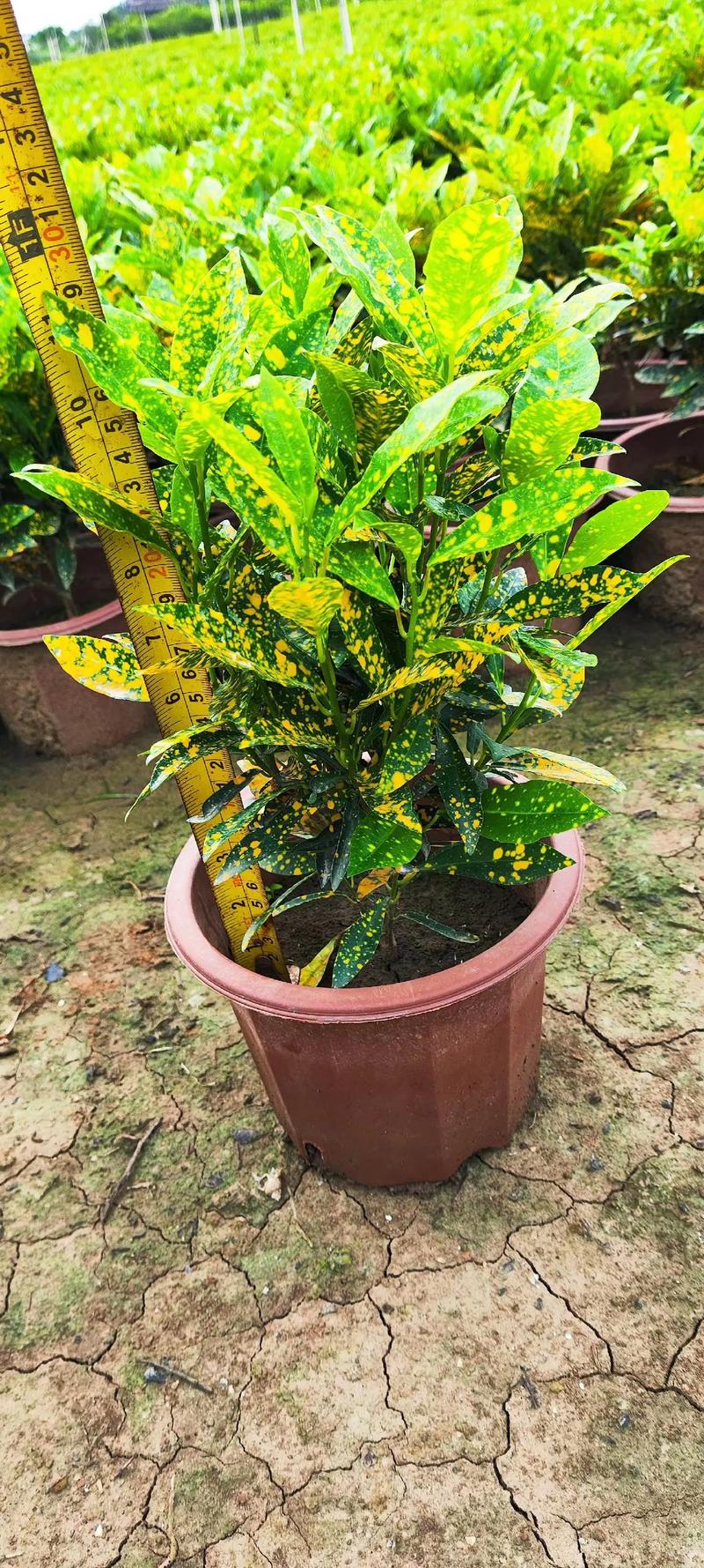 洒金榕的功效和作用,洒金榕的功效与作用?-第3张图片-优品飞百科 洒金榕的功效和作用,洒金榕的功效与作用?-第3张图片-优品飞百科