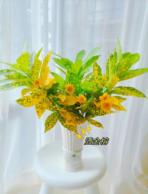 洒金榕的功效和作用,洒金榕的功效与作用?-第4张图片-优品飞百科 洒金榕的功效和作用,洒金榕的功效与作用?-第4张图片-优品飞百科