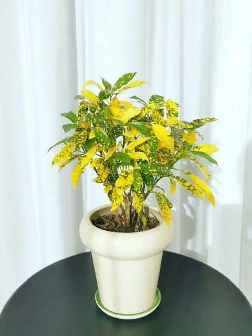 洒金榕的功效和作用,洒金榕的功效与作用?-第5张图片-优品飞百科 洒金榕的功效和作用,洒金榕的功效与作用?-第5张图片-优品飞百科