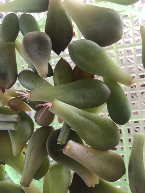 关于奶奶扦插不用土的信息