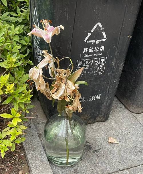 关于奶奶扦插不用土的信息-第2张图片-优品飞百科