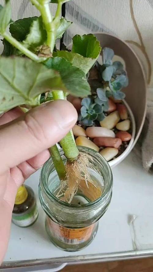 关于奶奶扦插不用土的信息-第3张图片-优品飞百科