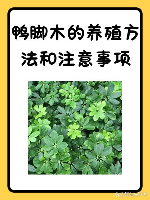 关于奶奶扦插不用土的信息-第4张图片-优品飞百科