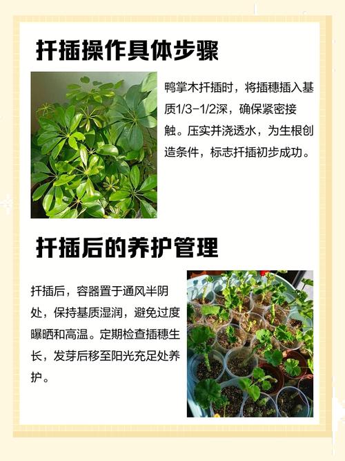 关于奶奶扦插不用土的信息-第5张图片-优品飞百科