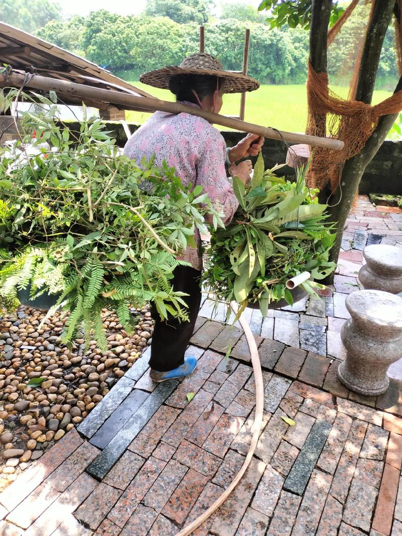 关于奶奶扦插不用土的信息-第6张图片-优品飞百科